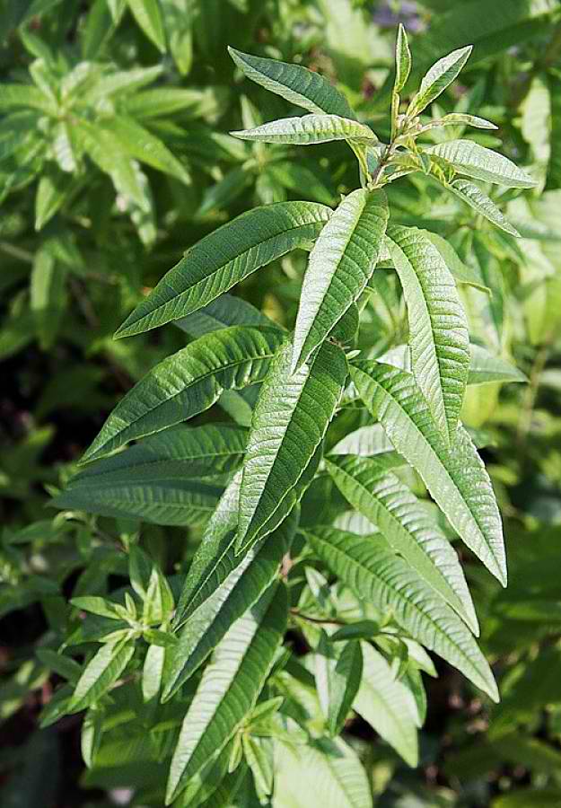 Lemon Verbena "Aloysia citrodora" | Natural Mosquito Repellent Plants | Homesteading Home Remedies