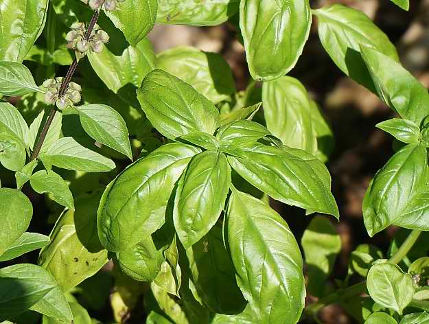 Basil Or Saint-Joseph's-wort  "Ocimum Basilicum" | Natural Mosquito Repellent Plants | Homesteading Home Remedies