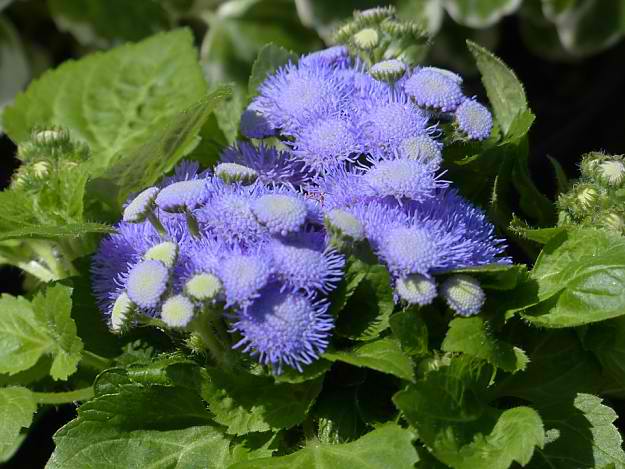 Floss Flowers Or Whiteweed "Ageratum" | Natural Mosquito Repellent Plants | Homesteading Home Remedies