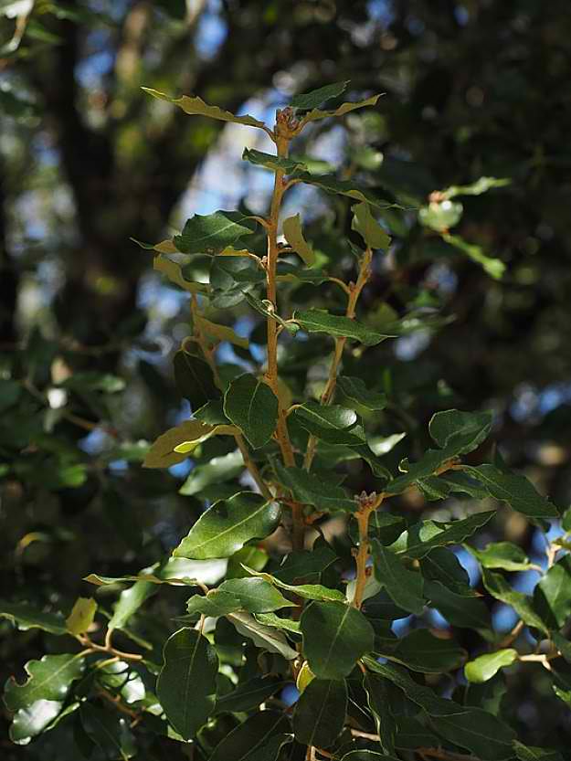 Camphor Tree Or Camphor Laurel "Cinnamomum Camphora" | Natural Mosquito Repellent Plants | Homesteading Home Remedies