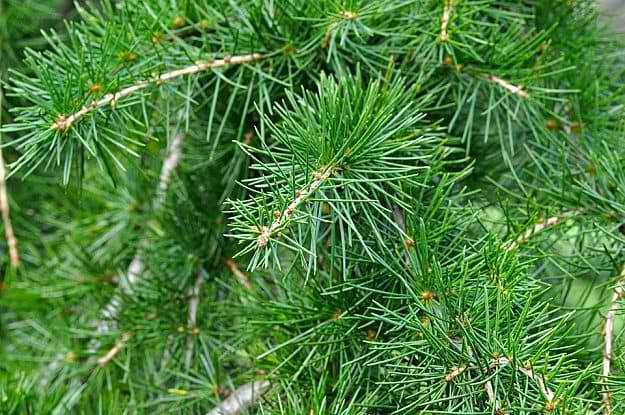 Cedar Tree "Cedrus" | Natural Mosquito Repellent Plants | Homesteading Home Remedies