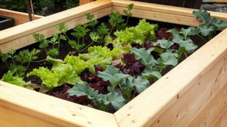Feature | How To Grow All The Food You Need | Homesteading Handbook