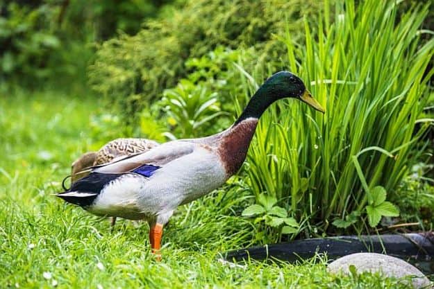 Ducks Are Good For Your Garden | Raising Ducks for Your Homestead