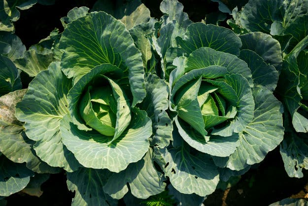 Companion Plants For Your Survival Garden cabbage