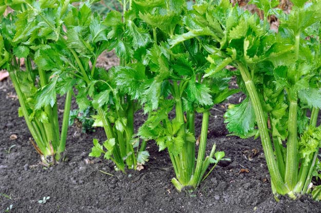 Companion Plants For Your Survival Garden celery