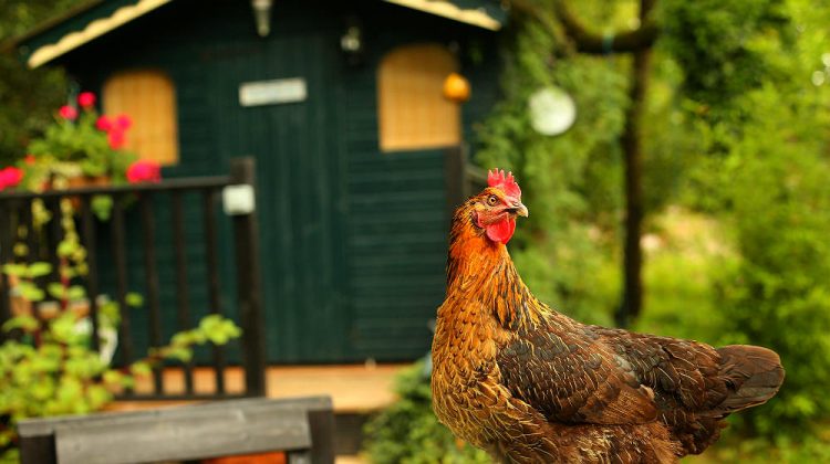 How to Build A Chicken Coop in 4 Easy Steps [2nd Edition]