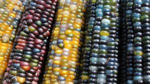 Feature | Corn harvest colors | How To Grow Rainbow Corn | Glass Gem Corn