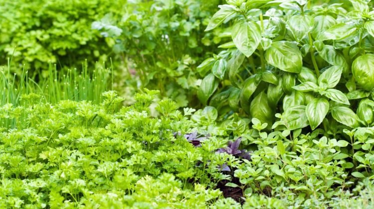 Featured | Detail view of herbs garden | Healing Herbs And Spices To Grow In Your Garden