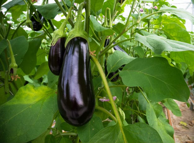 Companion Plants For Your Survival Garden eggplant