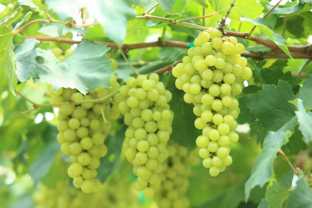 Companion Plants For Your Survival Garden grapes