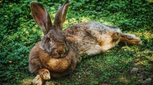 Featured | Closeup of hare | How to Butcher a Rabbit The Humane Way | Homesteading