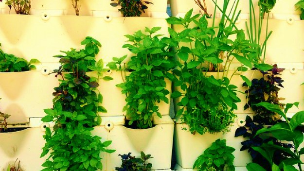 Hanging Herb Garden | Fun and Easy Indoor Herb Garden Ideas