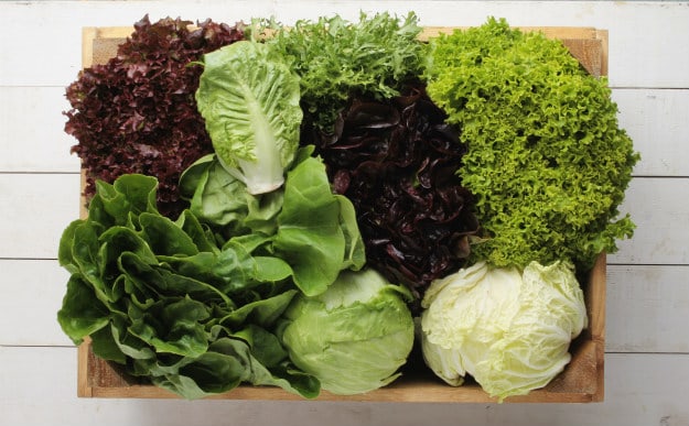 Companion Plants For Your Survival Garden lettuce