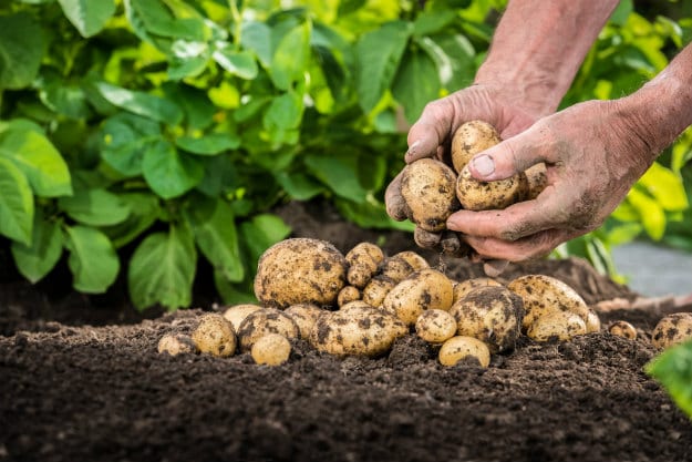 Companion Plants For Your Survival Garden potatoes