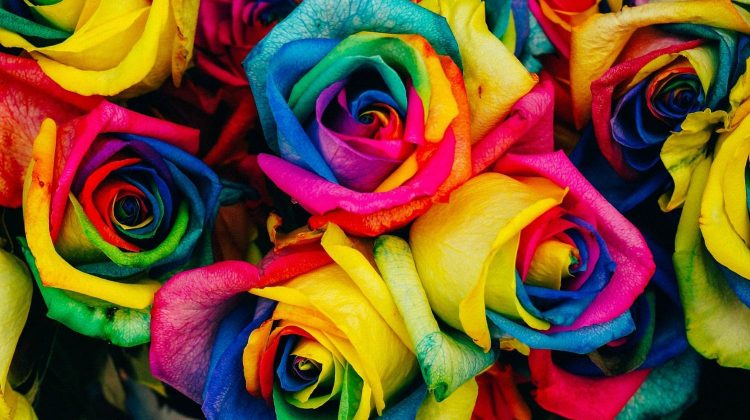 Colorful tinted roses | How To Make DIY Rainbow Roses | Perfect Flower Idea For Spring