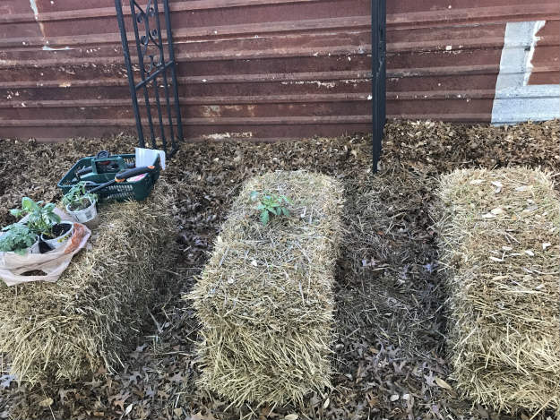 Kickstart Spring By Starting Your Own Straw Bale Garden 