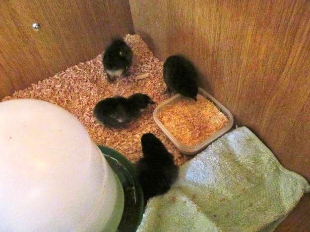 Step 4: Put A Dish Of Food | Setting Up A Chicken Brooder 