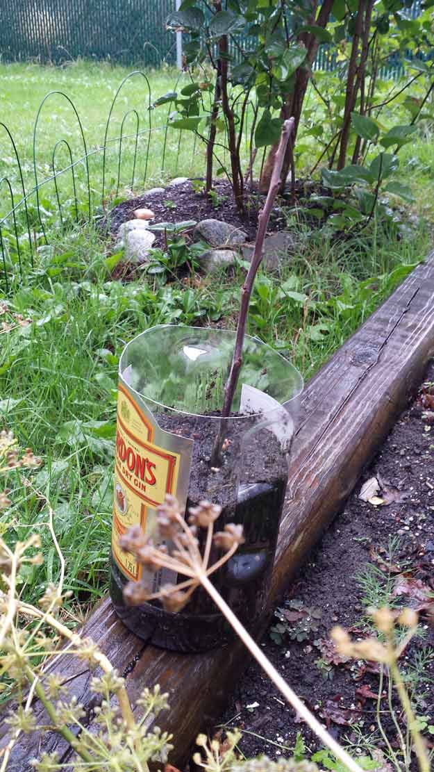 Transfer the branch to the ground | Plant a Tree | grow trees from twigs | Grow Trees From Twigs On Your Homestead | Homesteading