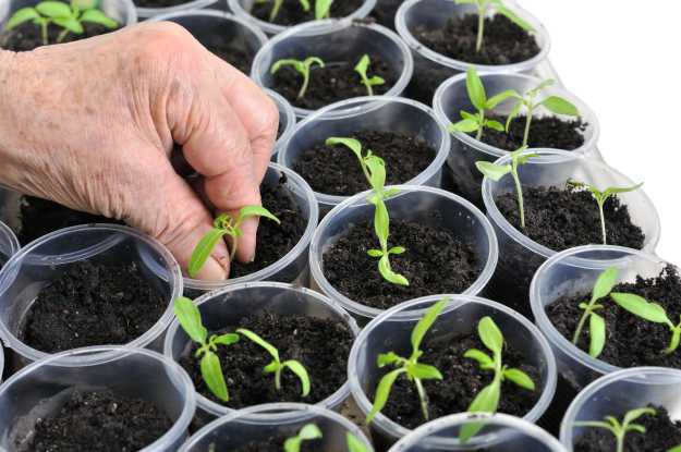 But What’s All This Fuss About Heirloom Seeds | What Are Heirloom Seeds?