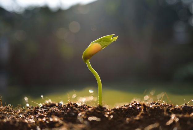 Value of Heirloom Seeds | What Are Heirloom Seeds?