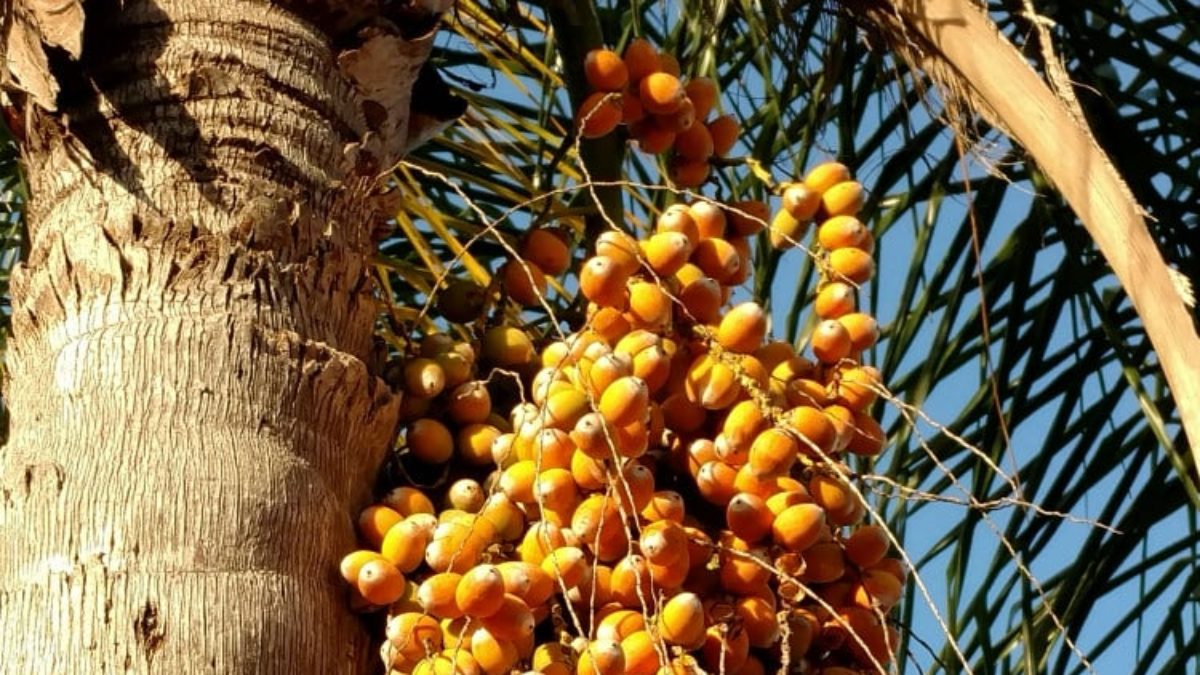 are date palms poisonous to dogs