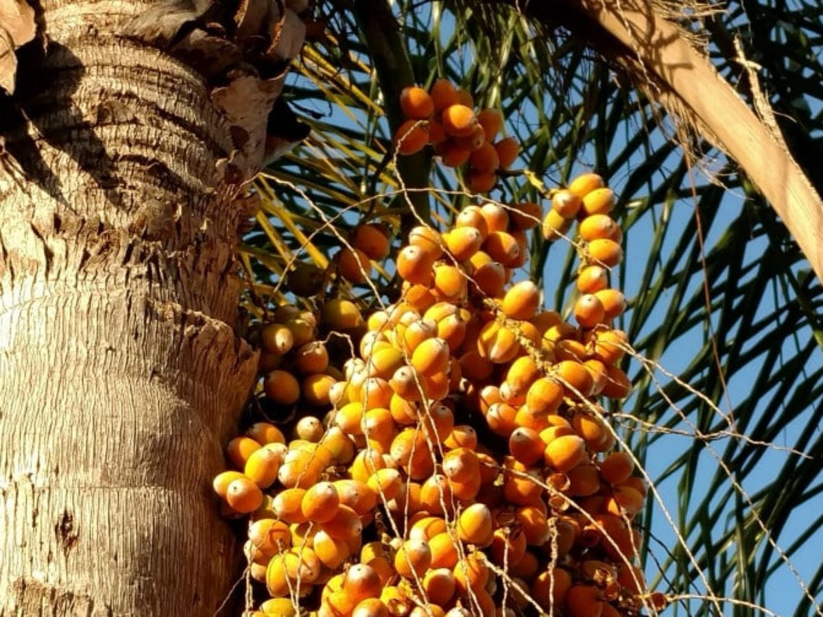 Poisonous fruit from palm trees