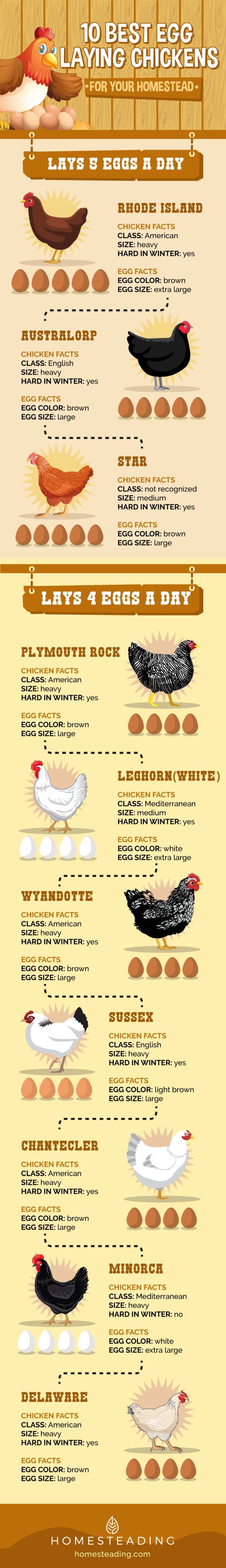 10 Best Egg Laying Chickens Infographic