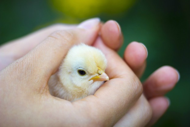 Raising Chicks On The Homestead | Springtime Farming