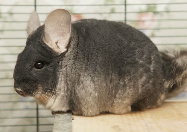 Everything You Need To Know About Raising Meat Rabbits On Your Homestead chinchilla