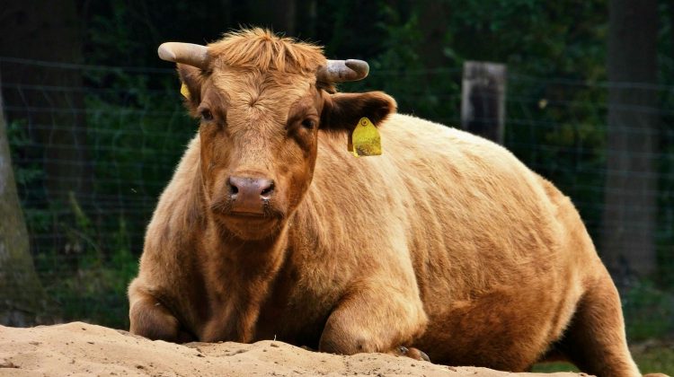 Feature | Dexter beef horns beef sand | Dexter Cattle: Mini Cows Are Perfect For Preppers and Small Homesteads