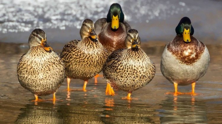Feature | Duck wild mallard animals feathers | Raising Ducks For Your Homestead