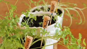 Feature | Plant markers for springtime garden | Make Your Own Garden Markers For Cheap With These Ideas