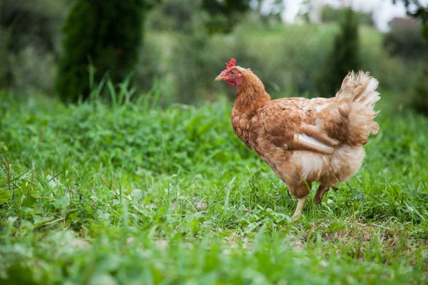 Raising Chicks On The Homestead | Springtime Farming