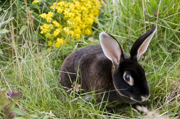 Everything You Need To Know About Raising Meat Rabbits On Your Homestead black rex rabbit