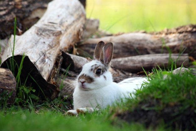 Everything You Need To Know About Raising Meat Rabbits On Your Homestead  new zealand rabbit