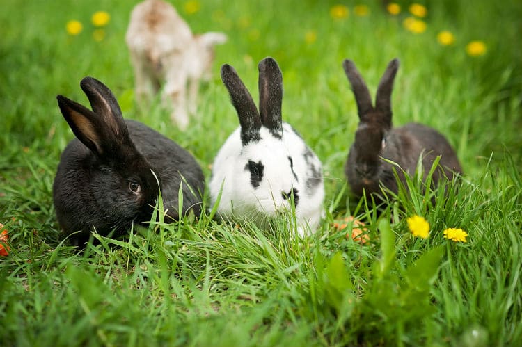 What You Need To Know About Raising Meat Rabbits On Your Homestead