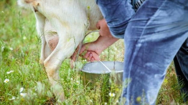 How to Milk A Goat On The Farm | Homesteading Today Ideas To Get You Started 