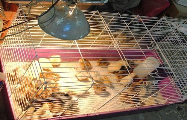 Setting Up A Chicken Brooder | Homesteading Today Ideas To Get You Started 