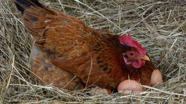The Best Egg Laying Chickens For Your Homestead | Homesteading Today Ideas To Get You Started 