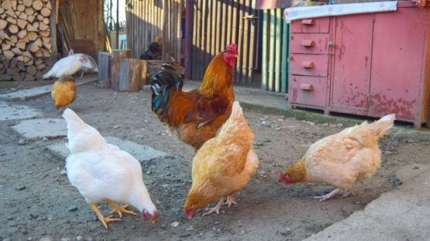 Backyard Chickens From A Holistic Perspective | Raising Chickens In Your Homestead | The Ultimate Guide