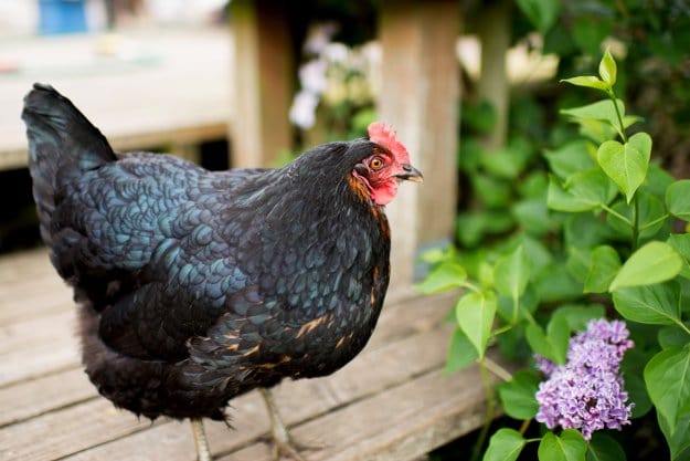 Chicken Breeds | Raising Chickens In Your Homestead | The Ultimate Guide
