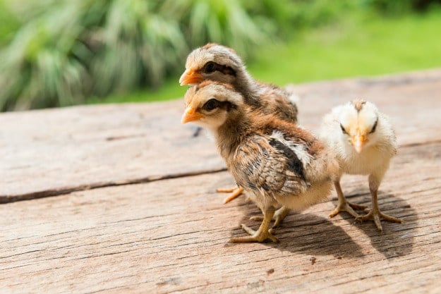 Raising Chicks | Raising Chickens In Your Homestead | The Ultimate Guide
