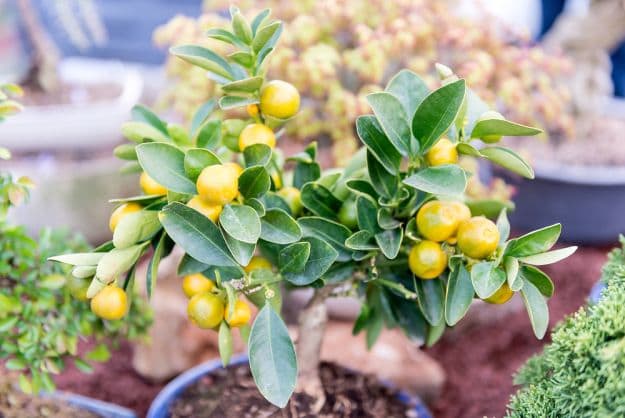 Secret # 1: Choose a Dwarf Rootstock | 7 Secrets To Growing Fruit Trees In Containers