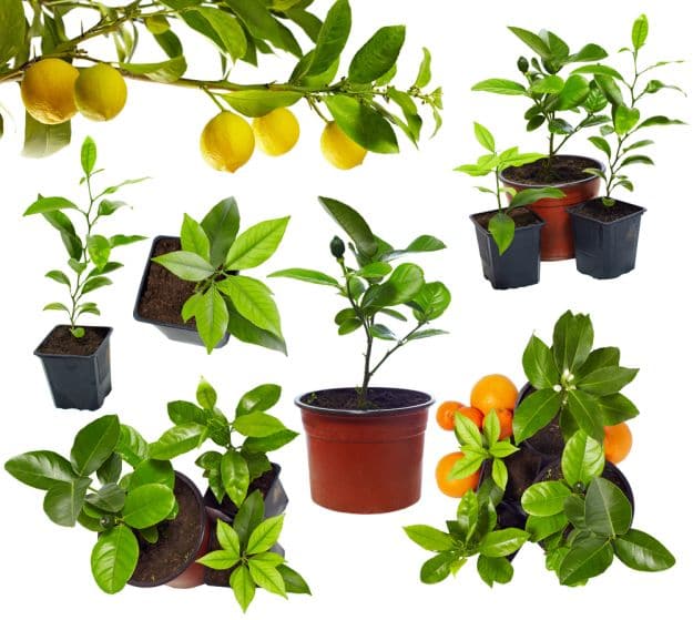 Secret # 4: Train Your Tree | 7 Secrets To Growing Fruit Trees In Containers