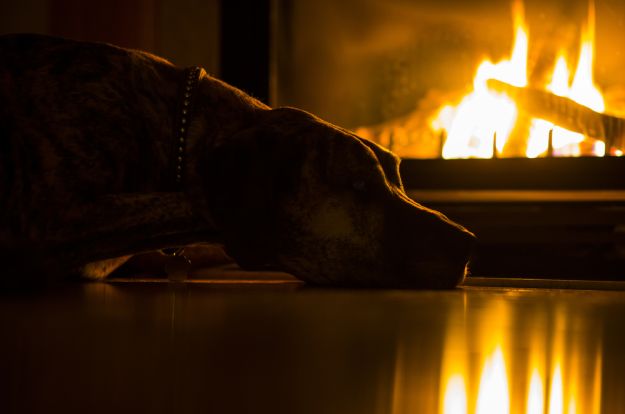 Fire Prevention At Home | Smart Fire and Electrical Tips To Keep Your Pets Safe