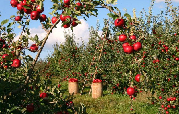 Fastest Growing Fruit Trees | Fastest Fruit And Nut Bearing Trees