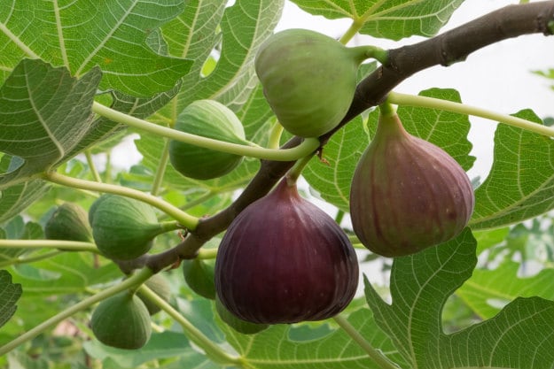 Survival Gardening – Die besten Obstbäume für den Indoor-Anbau