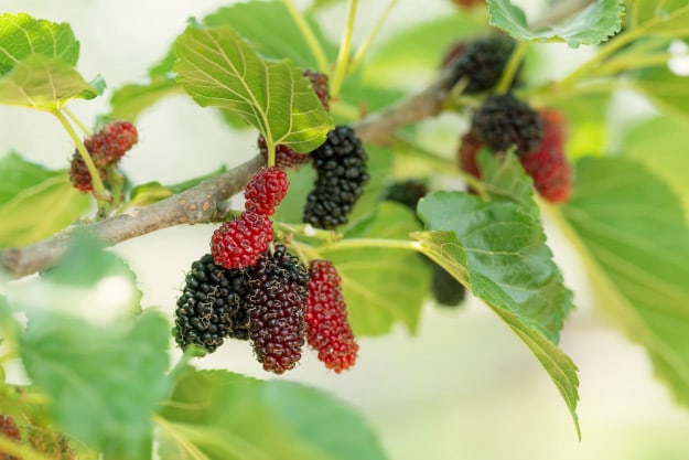 Survival Gardening – Die besten Obstbäume für den Indoor-Anbau