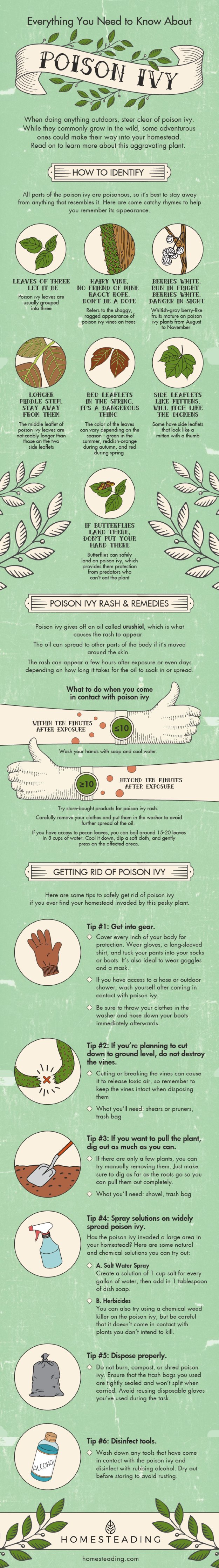 How To Identify Poison Ivy | Homesteading Safety Tips