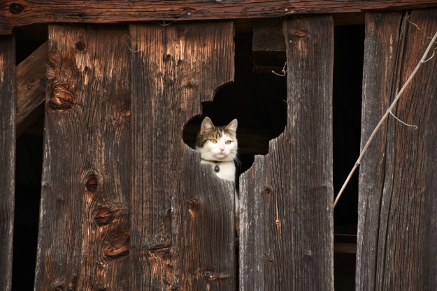 barn cats house cats
